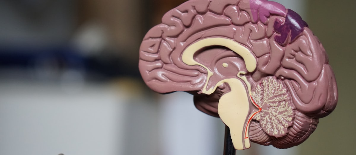 Basal cell carcinoma BCC skin cancer